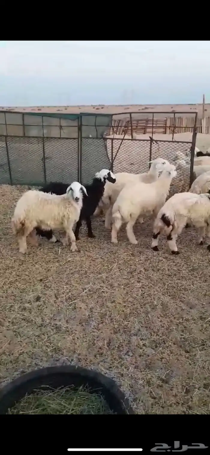 طليان ورخال حريه للتلاجه وللضيوف نظافه وشحم 1