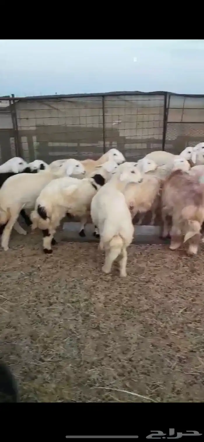 طليان ورخال حريه للتلاجه وللضيوف نظافه وشحم 0