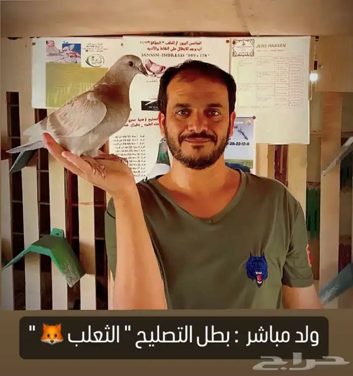 زاجل سباق 6