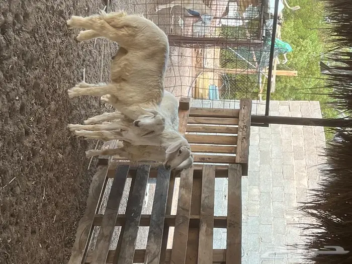 طليان ورخال حريه 1
