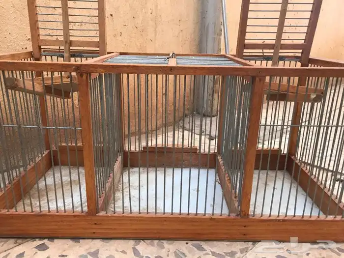 مصيده صياده بلابل حسون 1