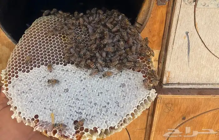 عسل طلح من اودية تبوك انتاج 1447 4