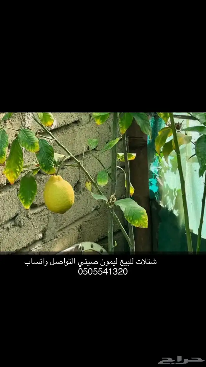 مشتل الوادي 41