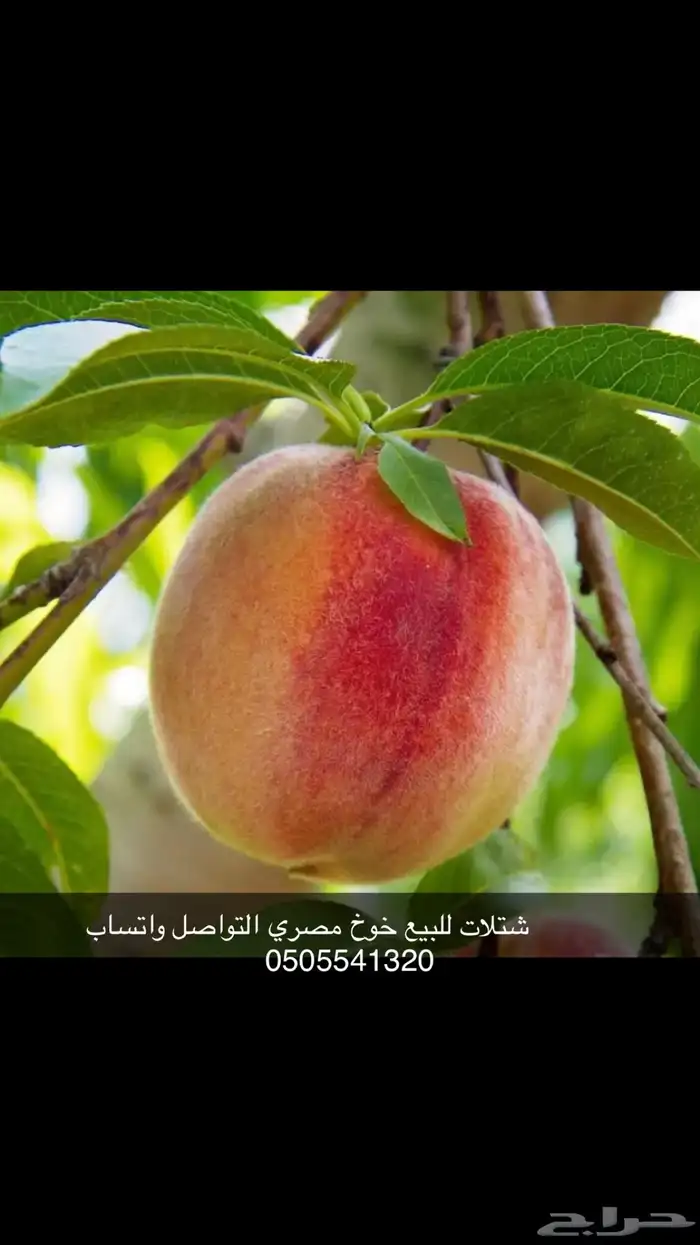 مشتل الوادي 8