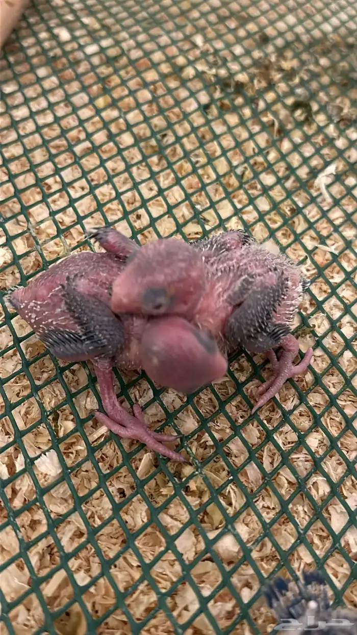 ميني روز بارتوليت للبيع 0