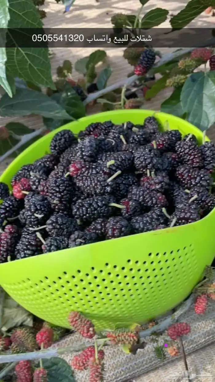 مشتل الوادي 5