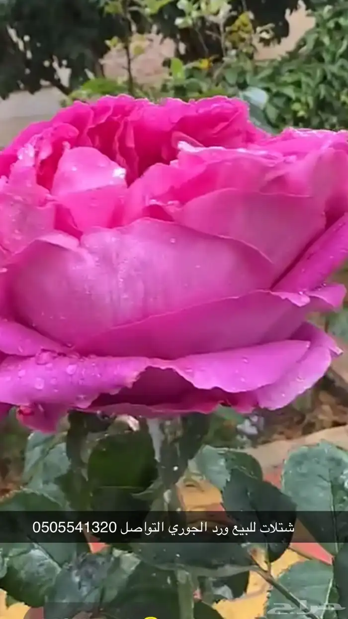 مشتل الوادي 39