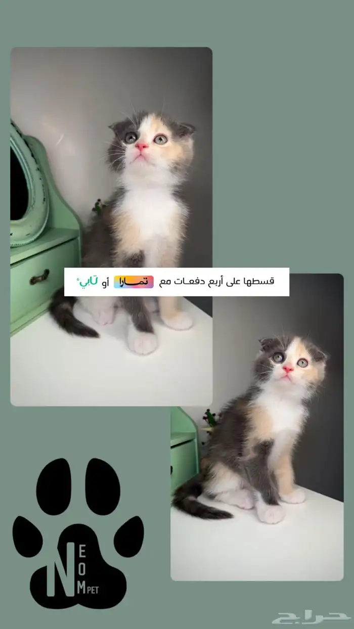 سكوتش فولد قطط للبيع مكة انثى ذكر برتش شورت هير ستريت شيرازي 1