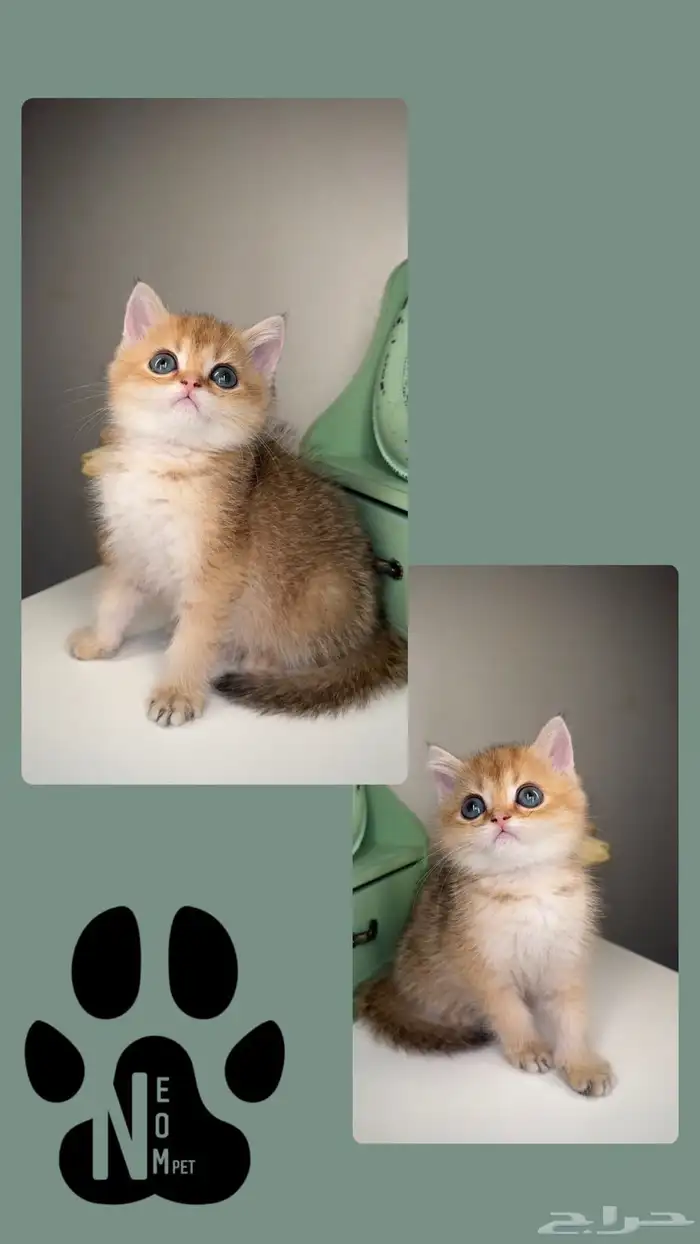 سكوتش فولد قطط للبيع مكة انثى ذكر برتش شورت هير ستريت شيرازي 2