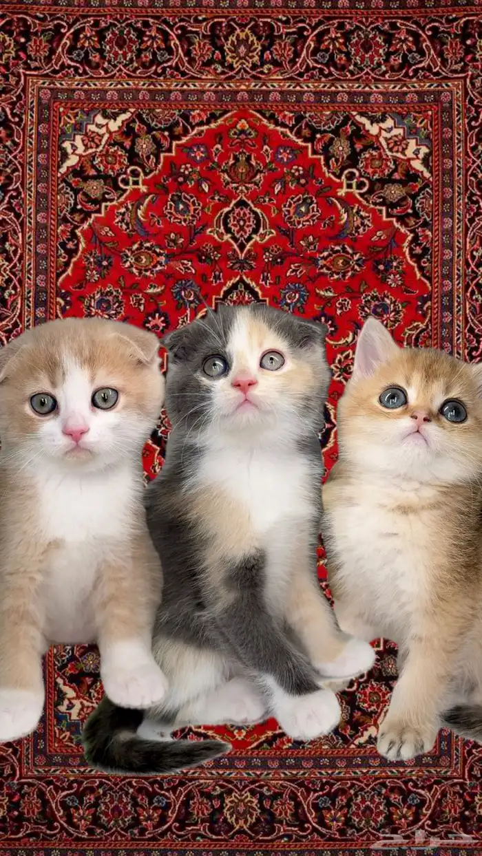 سكوتش فولد قطط للبيع مكة انثى ذكر برتش شورت هير ستريت شيرازي 0