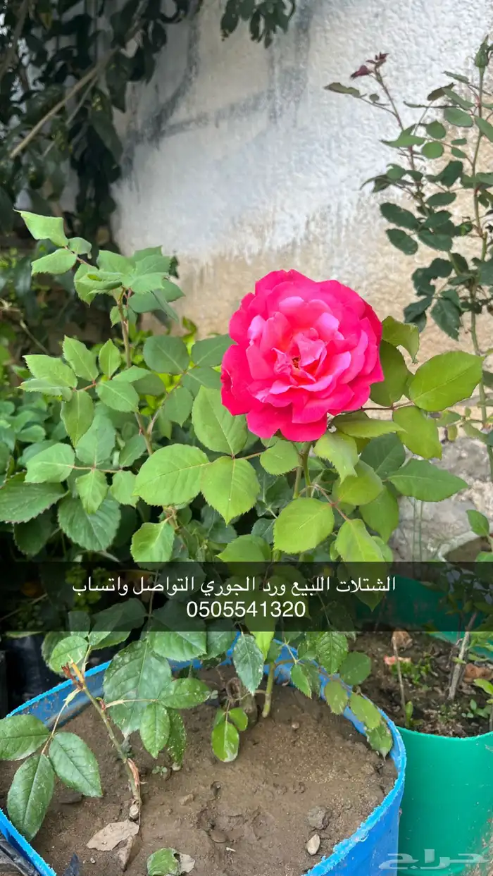 مشتل الوادي 38