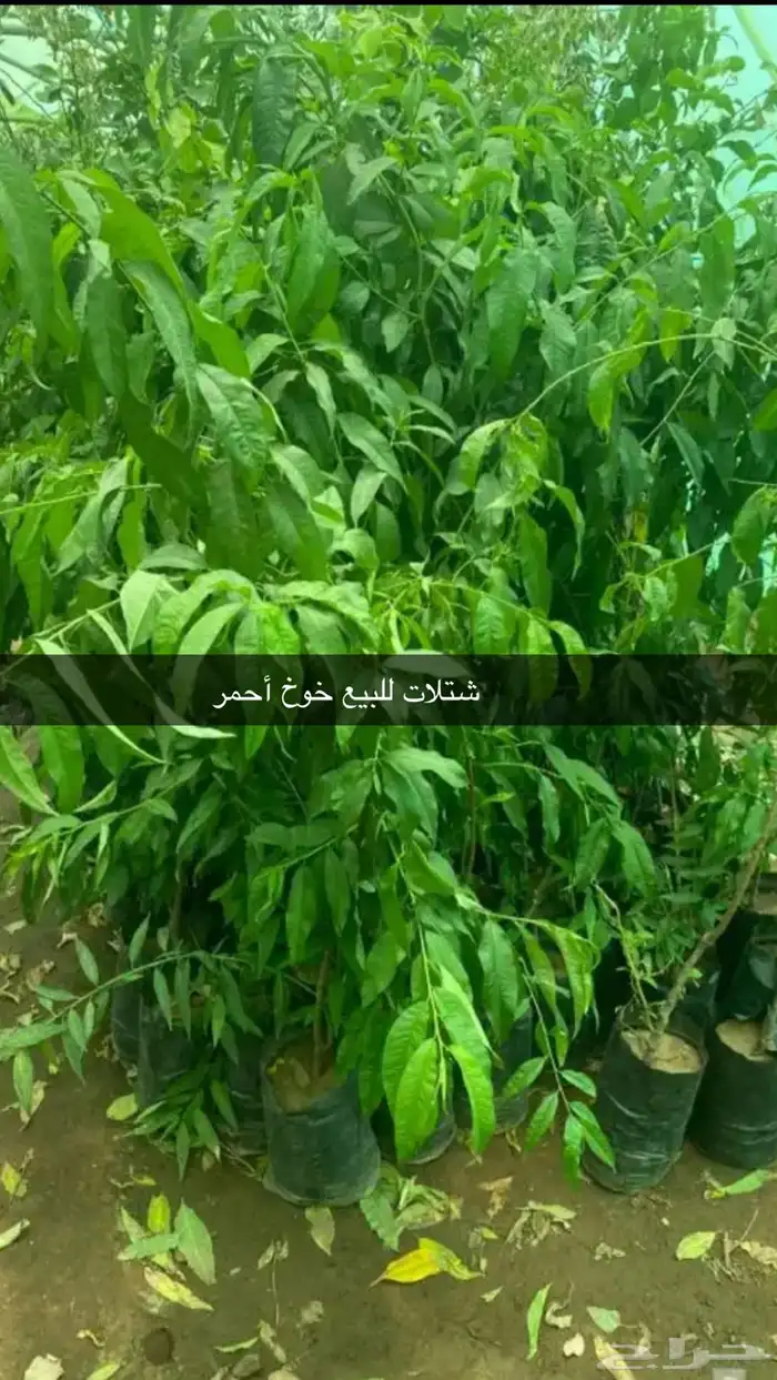 مشتل الوادي 7