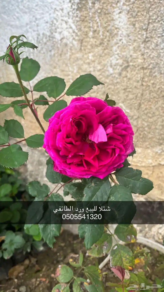 مشتل الوادي 37