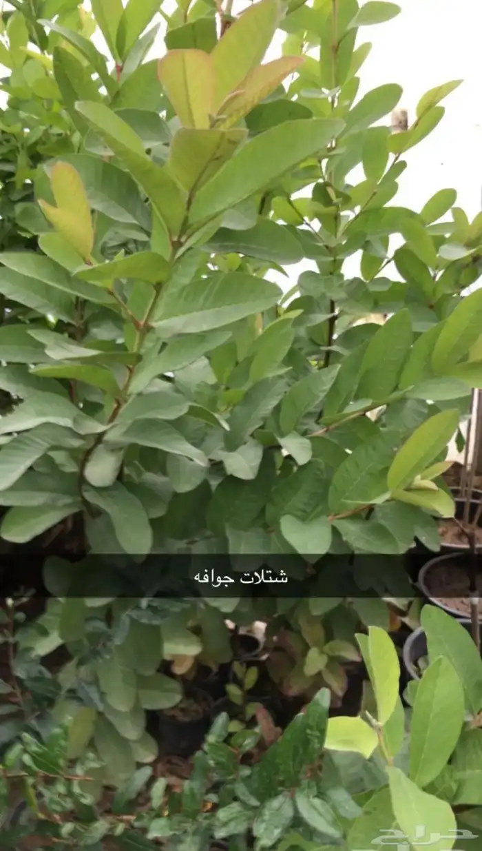 مشتل الوادي 6