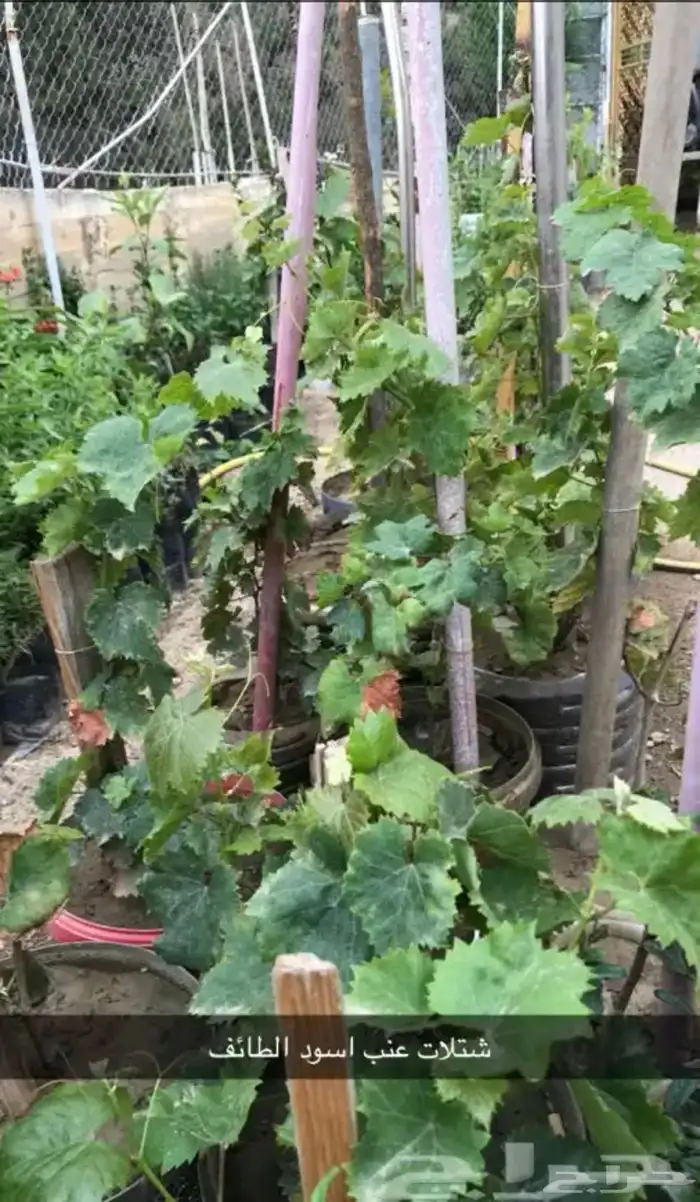 مشتل الوادي 25