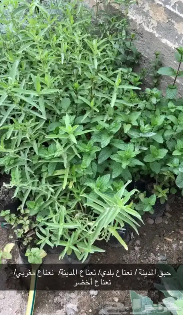 مشتل الوادي 27