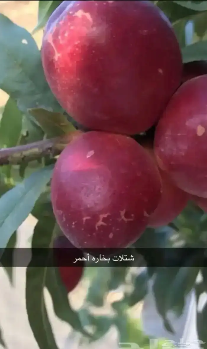 مشتل الوادي 16