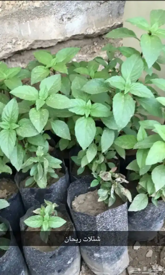 مشتل الوادي 24