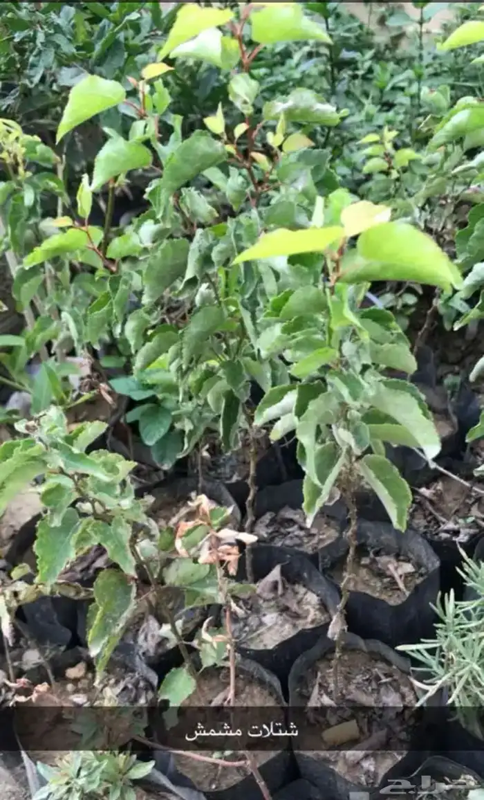 مشتل الوادي 26