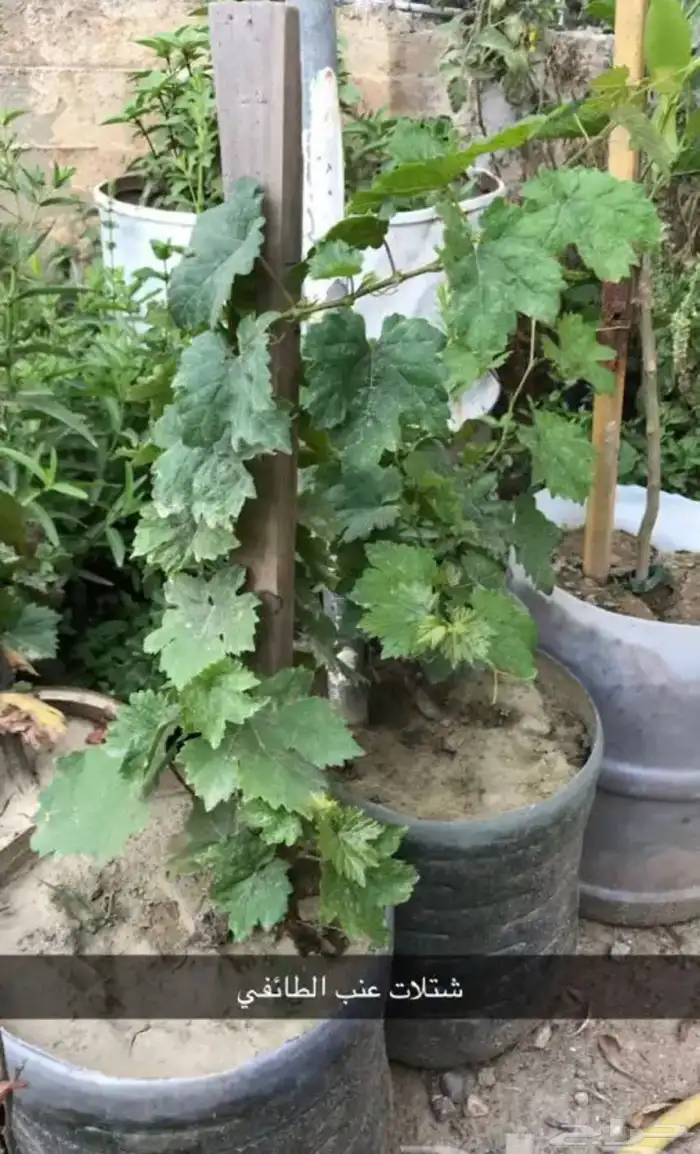 مشتل الوادي 29