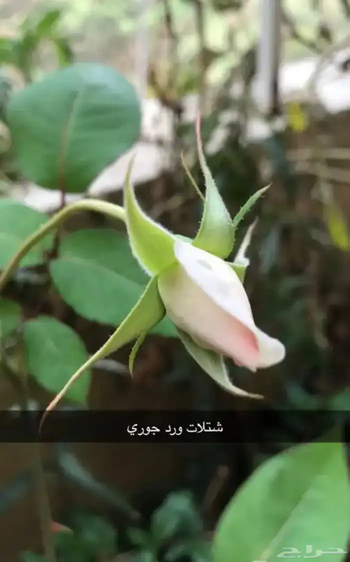 مشتل الوادي 20