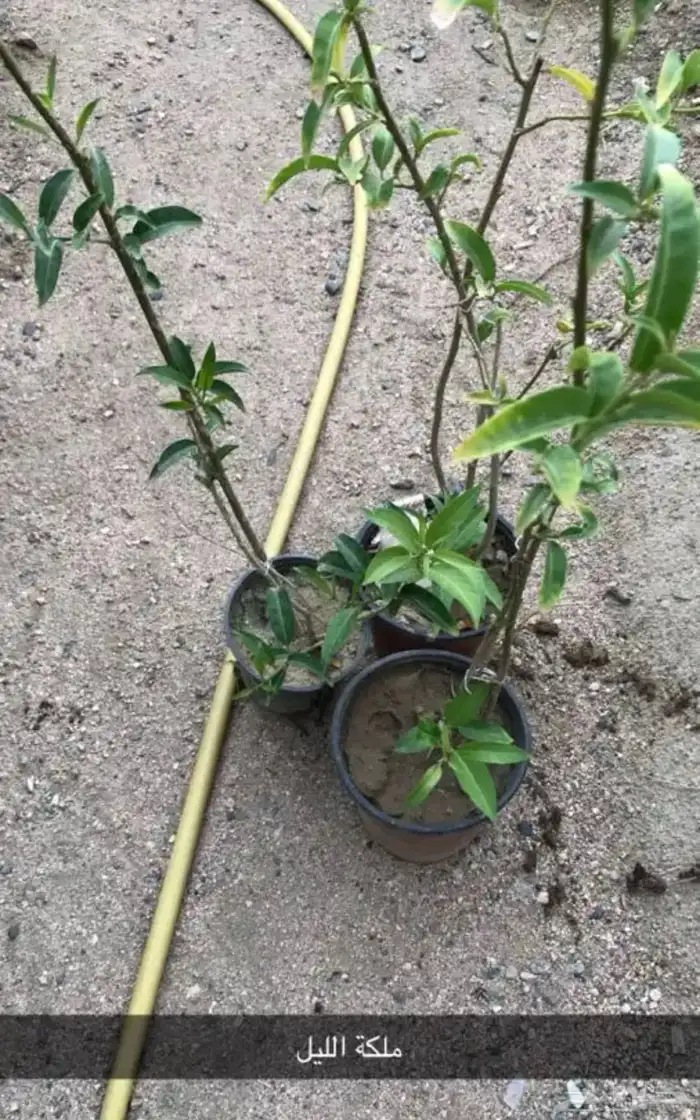 مشتل الوادي 28