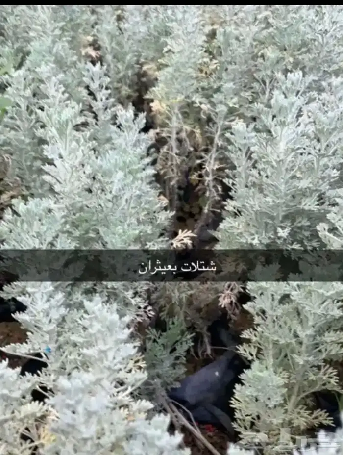 مشتل الوادي 19