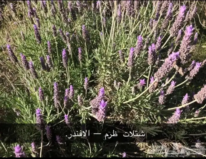 مشتل الوادي 4