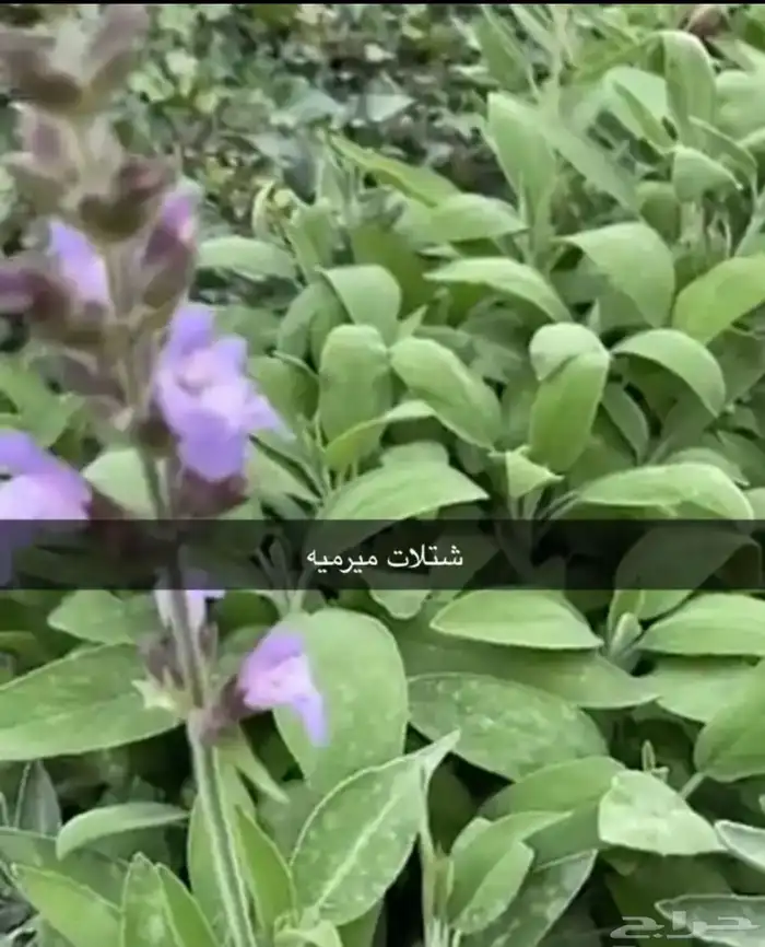 مشتل الوادي 14