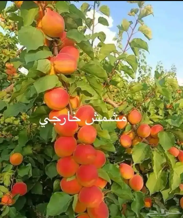 مشتل الوادي 2