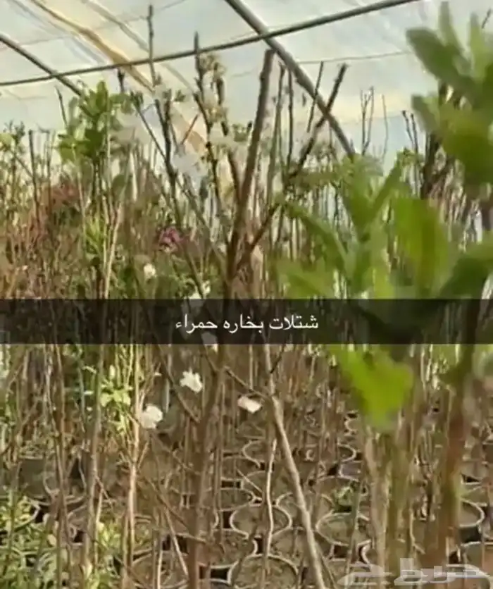 مشتل الوادي 22