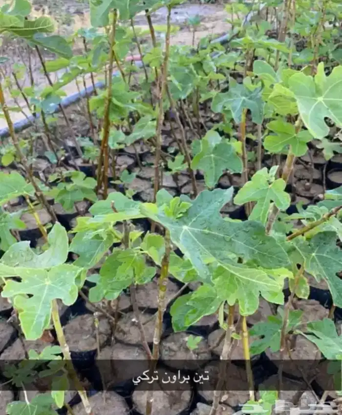 مشتل الوادي 21