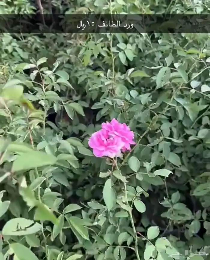 مشتل الوادي 1