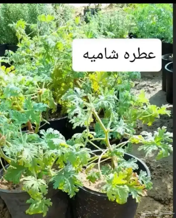 مشتل الوادي 18