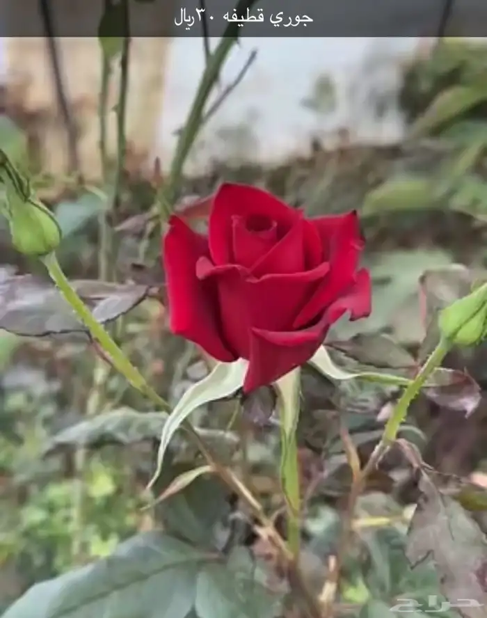 مشتل الوادي 3