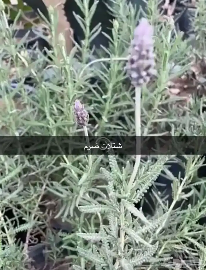 مشتل الوادي 15