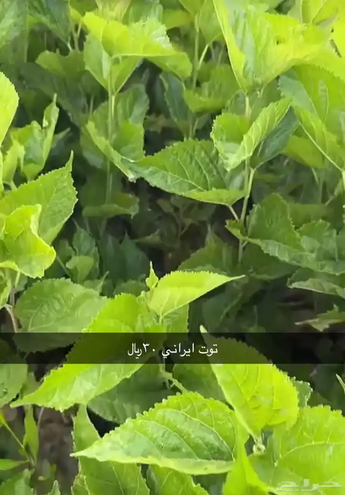 مشتل الوادي 10