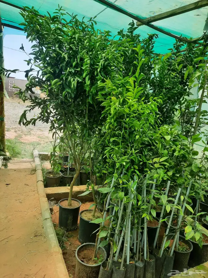 يوسفي مثمر وخوخ 0