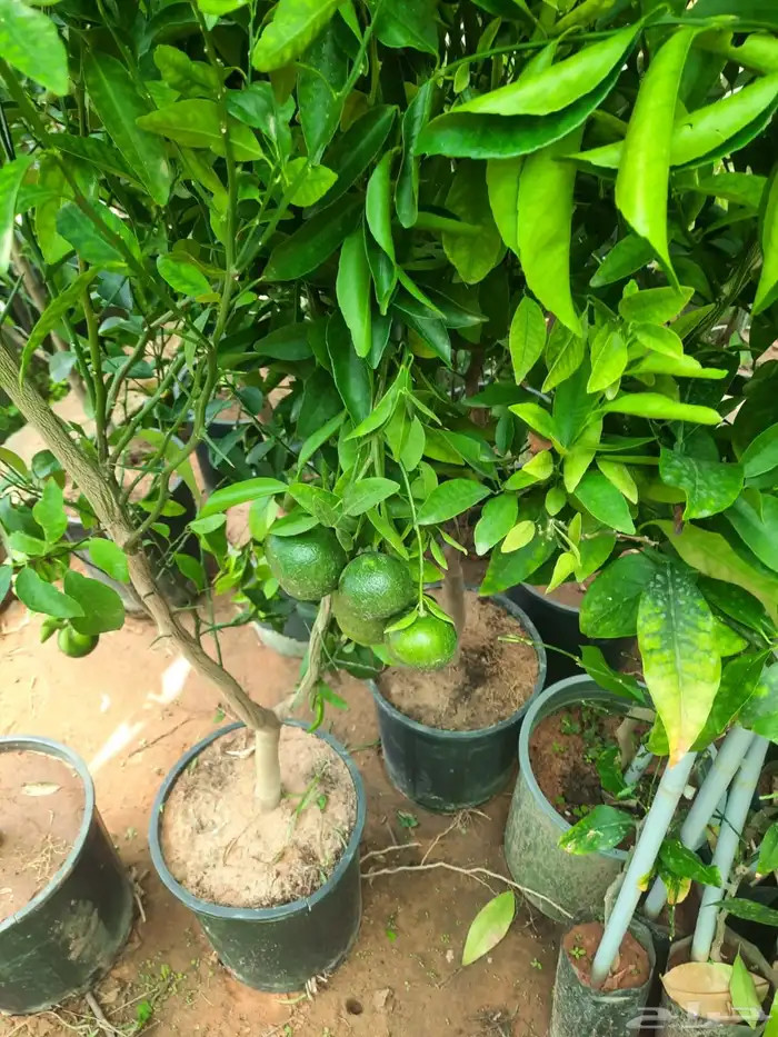 يوسفي مثمر وخوخ 1