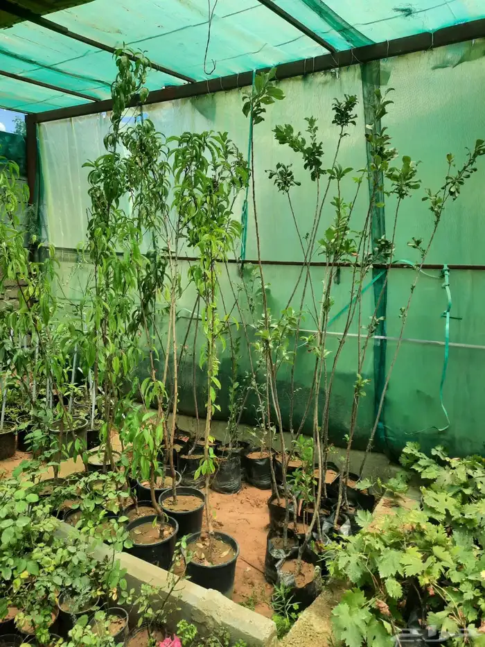 يوسفي مثمر وخوخ 2