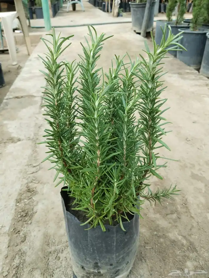 اشجار مشتل 5