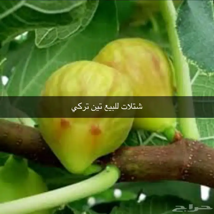 مشتل الوادي 33