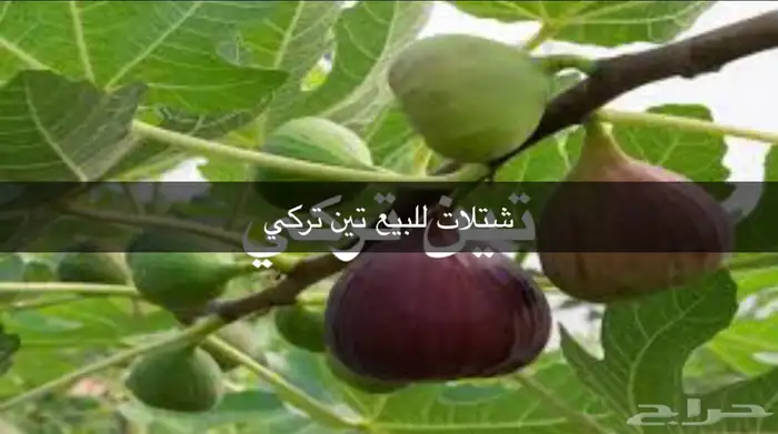 مشتل الوادي 35