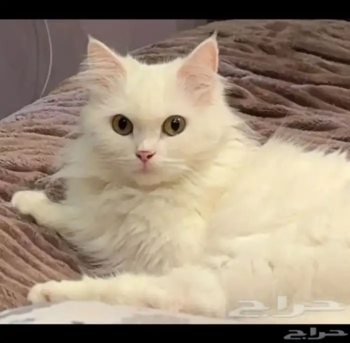 قطط الاحساء 0