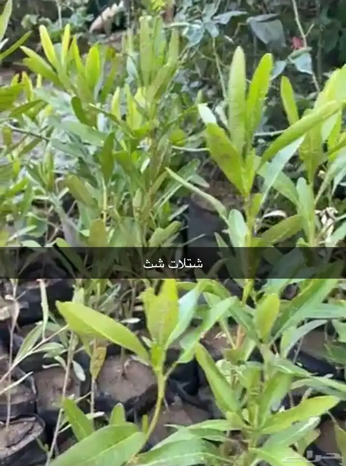 مشتل الوادي 13