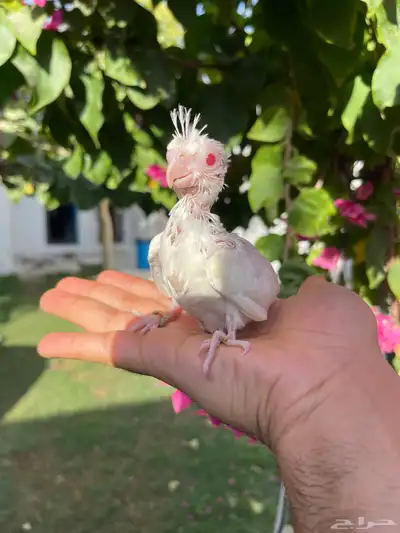 فرخ كروان رسيسف اللي يبي المميز 1