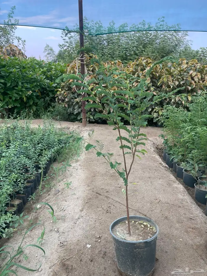 اشجار برية اشجار محليه بالجملة والكميات 1