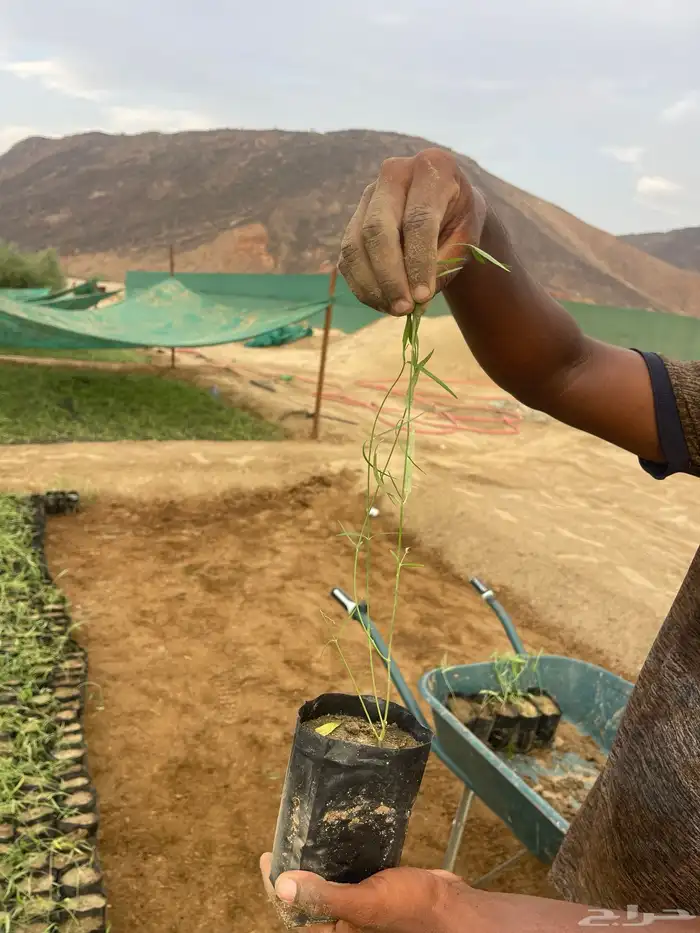 اشجار برية اشجار محليه بالجملة والكميات 2