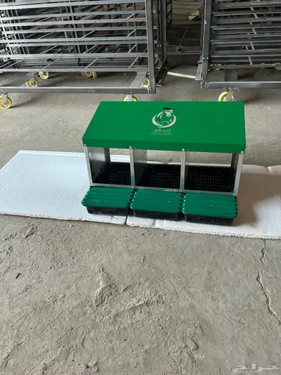بيضات دجاج 3