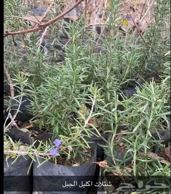 مشتل الوادي 11